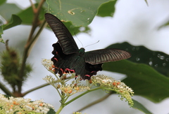 Papilio bianor thrasymedes