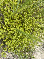 Paronychia herniarioides