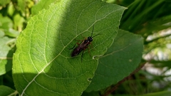 Tenthredo atra