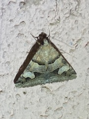 Drasteria pallescens