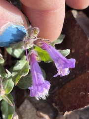 Penstemon harbourii
