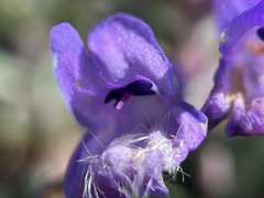 Penstemon harbourii