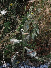Verbascum thapsus thapsus