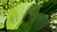 Tenthredo atra