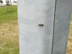 Salticinae