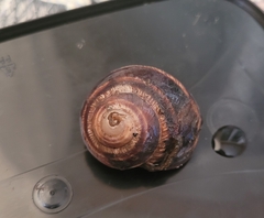 Helix albescens