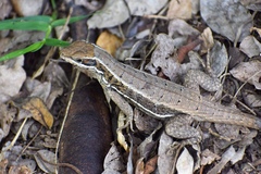 Leiocephalus cubensis