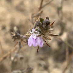 Justicia divaricata