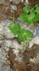 Veroniceae