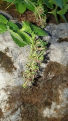Veroniceae
