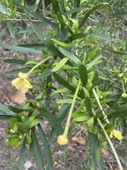 Brunfelsia densifolia