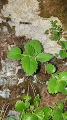 Veroniceae