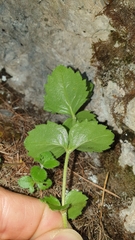 Veroniceae