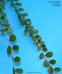 Casearia staffordiae