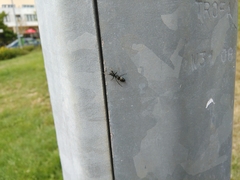 Salticinae
