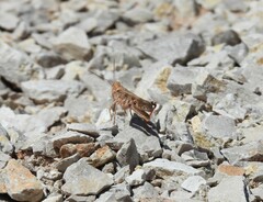 Spharagemon cristatum