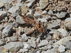 Spharagemon cristatum