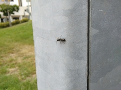 Salticinae