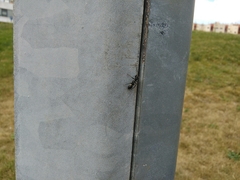 Salticinae