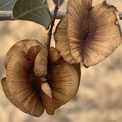 Combretum hereroense