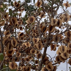 Combretum hereroense