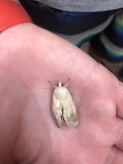 Litoprosopus coachella