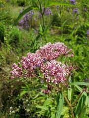 Asclepias incarnata