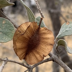 Combretum hereroense