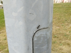 Salticinae