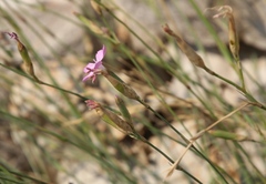 Dianthus ciliatus