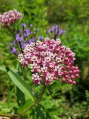 Asclepias incarnata