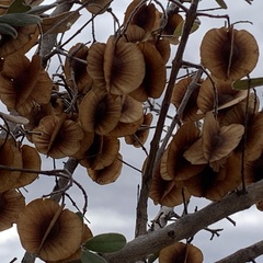 Combretum hereroense