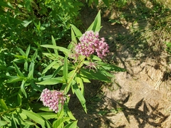 Asclepias incarnata