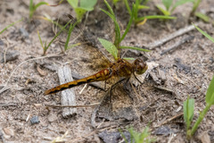 Sympetrum semicinctum