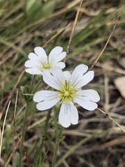 Cerastium velutinum