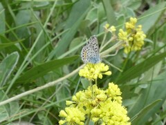 Euphilotes ancilla