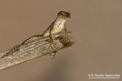 Anolis sagrei