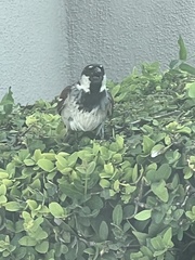 Passer domesticus