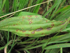 Cercospora pantoleuca