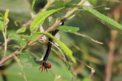 Milionia zonea pryeri