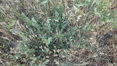 Pimpinella villosa