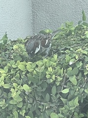 Passer domesticus