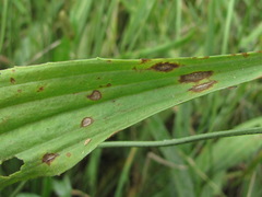 Cercospora pantoleuca
