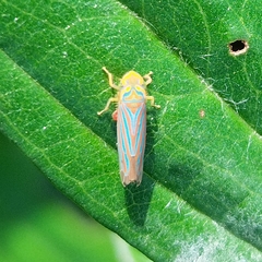 Ferrariana trivittata