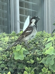 Passer domesticus