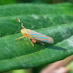 Ferrariana trivittata