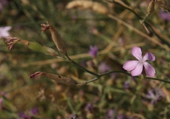 Dianthus ciliatus