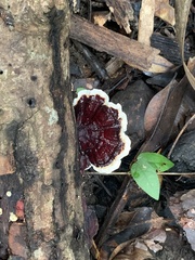 Earliella