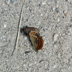 Coenonympha gardetta
