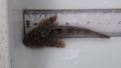 Cottus perifretum